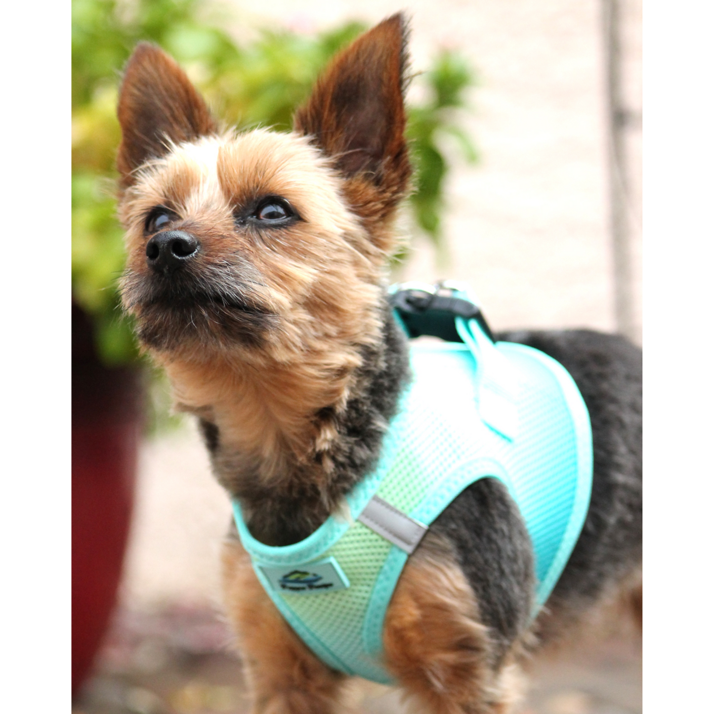 American River Choke Free Dog Harness, Ombre - Aruba Blue