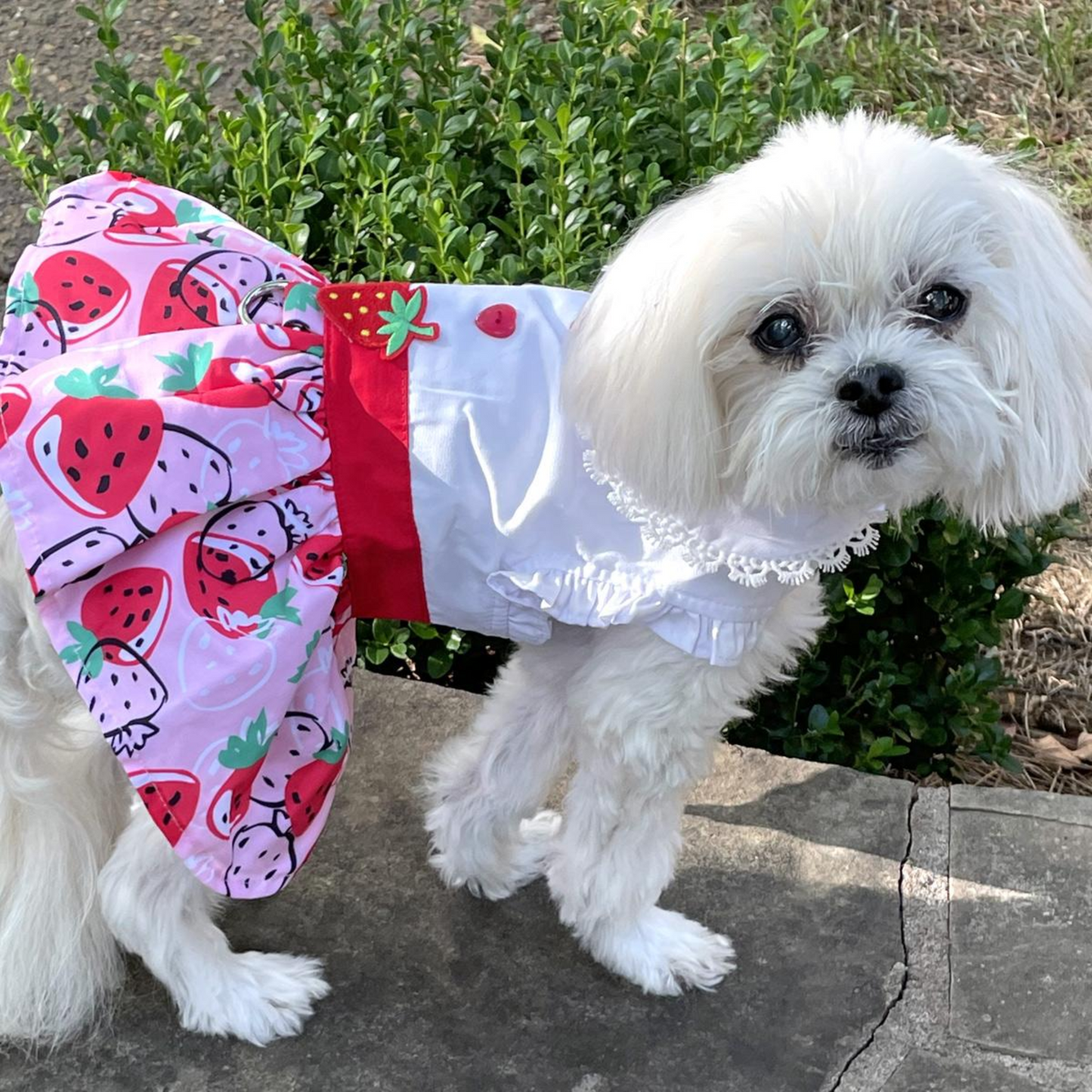 Vestido para perro con lunares - Blanco y negro