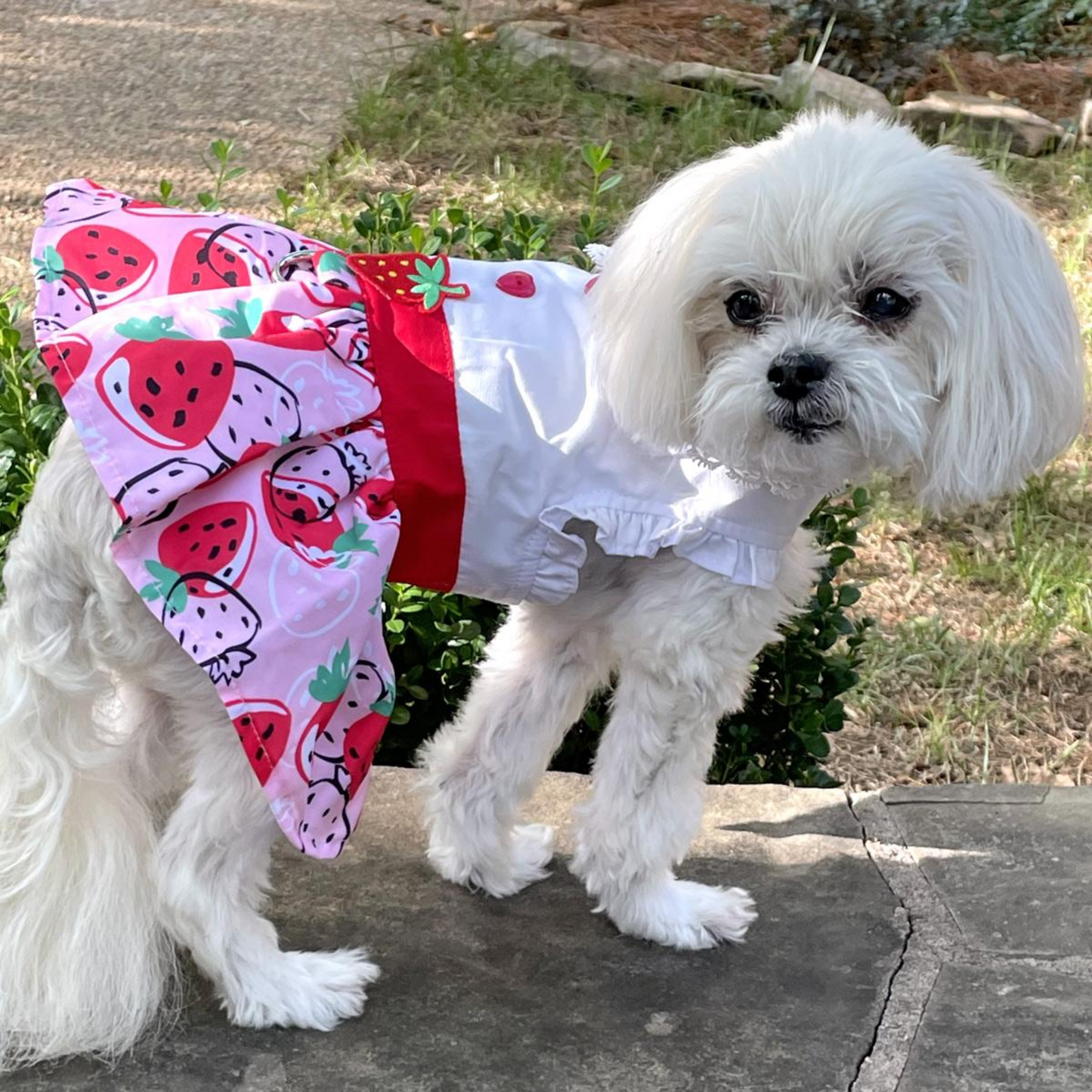 Vestido para perro con lunares - Blanco y negro