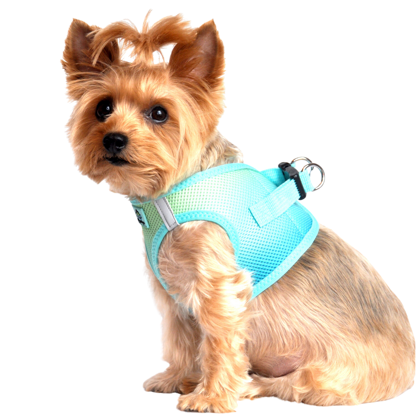 American River Choke Free Dog Harness, Ombre - Aruba Blue