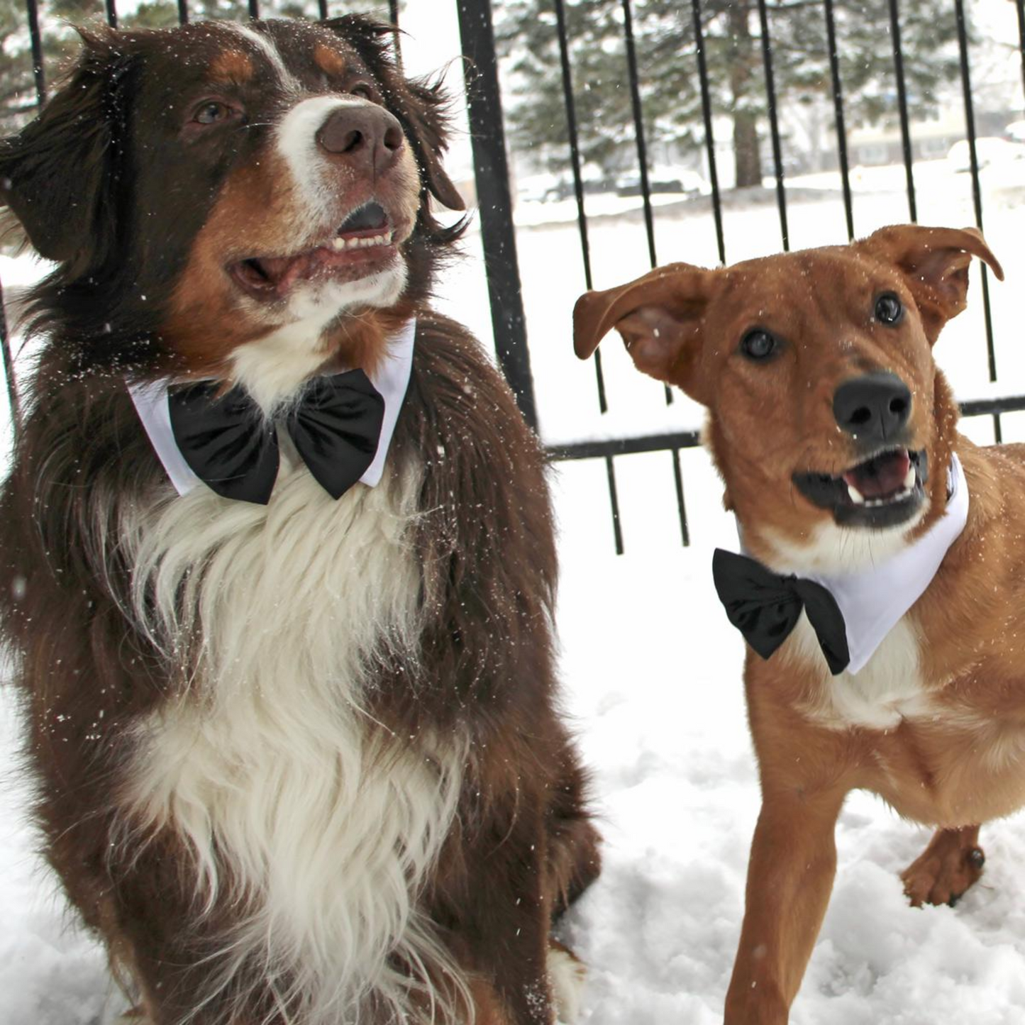 Collar blanco para mascotas con pajarita de satén negra | Accesorio elegante para perros