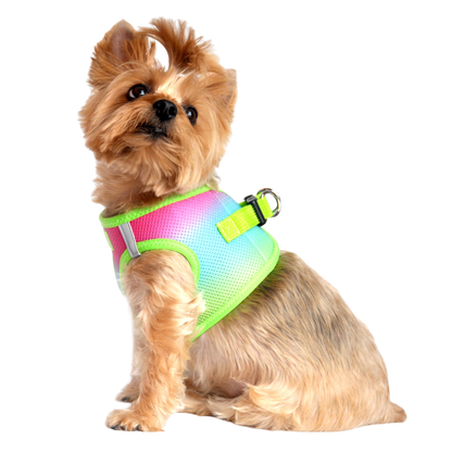 American River Choke Free Dog Harness, Ombre - Rainbow