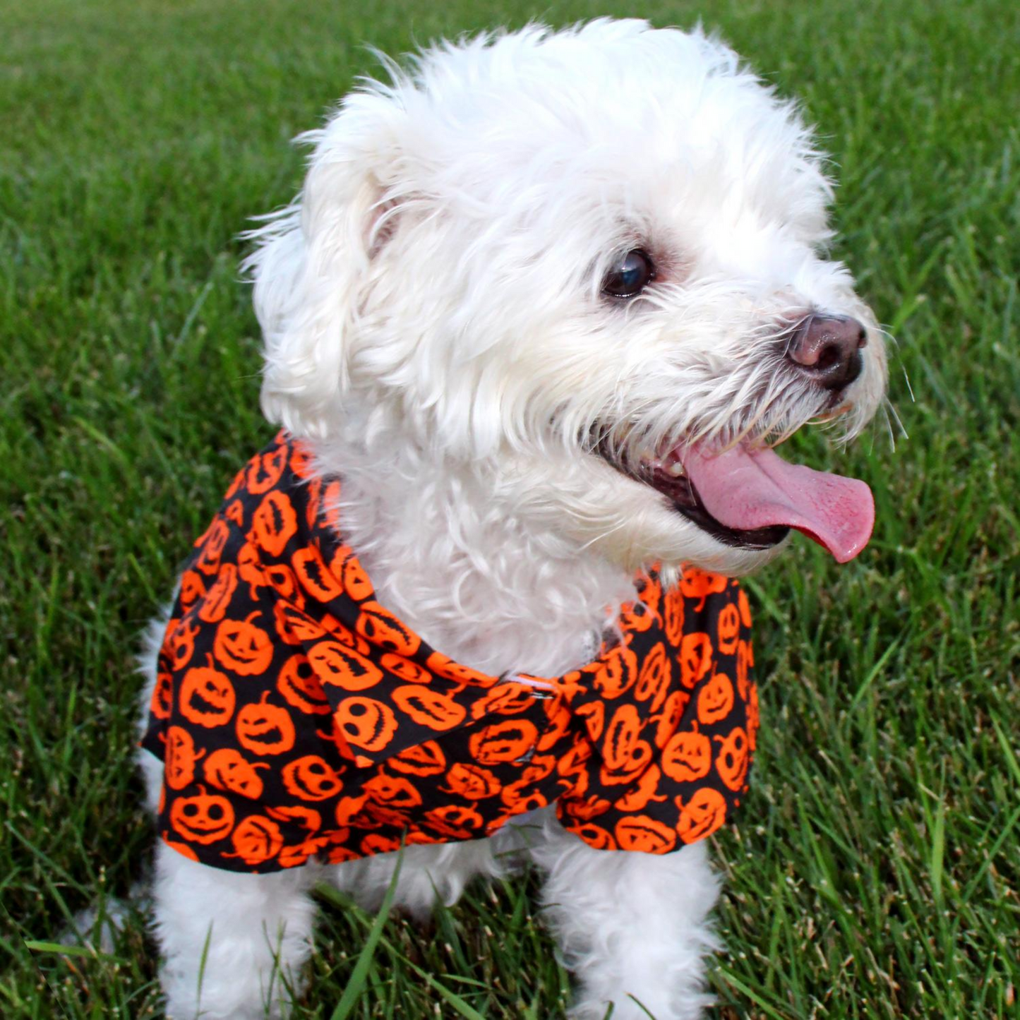 Jack-o-Lantern Halloween Camp Shirt for Dogs | Pet Costume Outfit