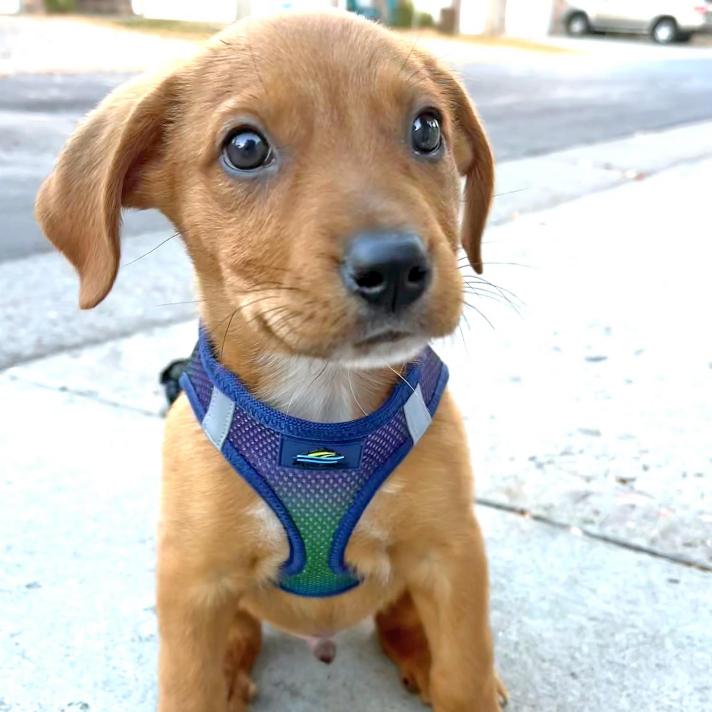 Arnés para perros sin estrangulamiento de American River Colección Ombre - Azul Aruba