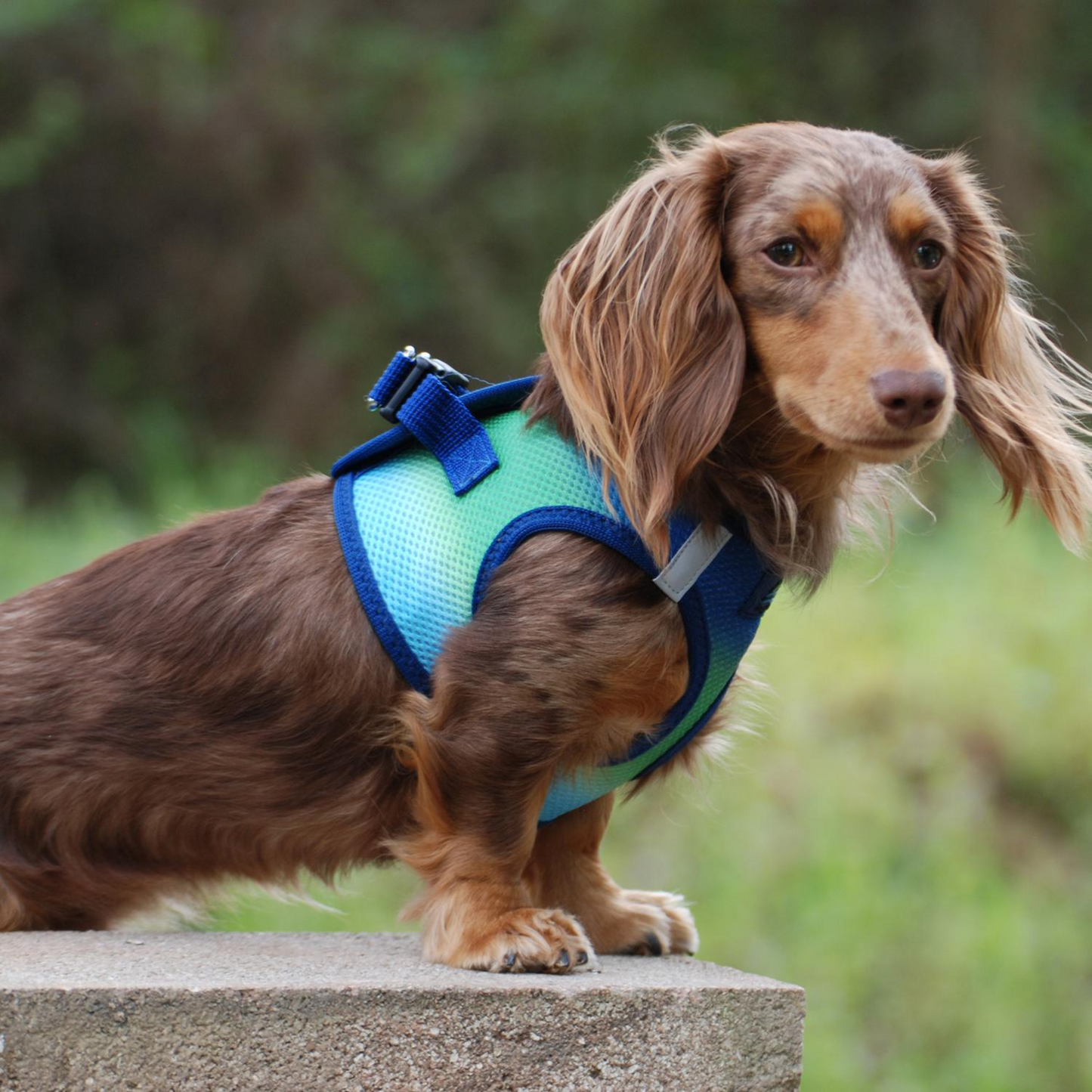 American River Choke Free Dog Harness, Ombre - Northern Lights