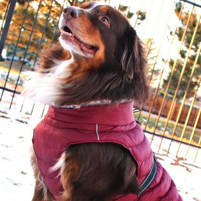 Alpine Extreme Weather Dog Coat - Warm Water-Resistant Puffer Jacket