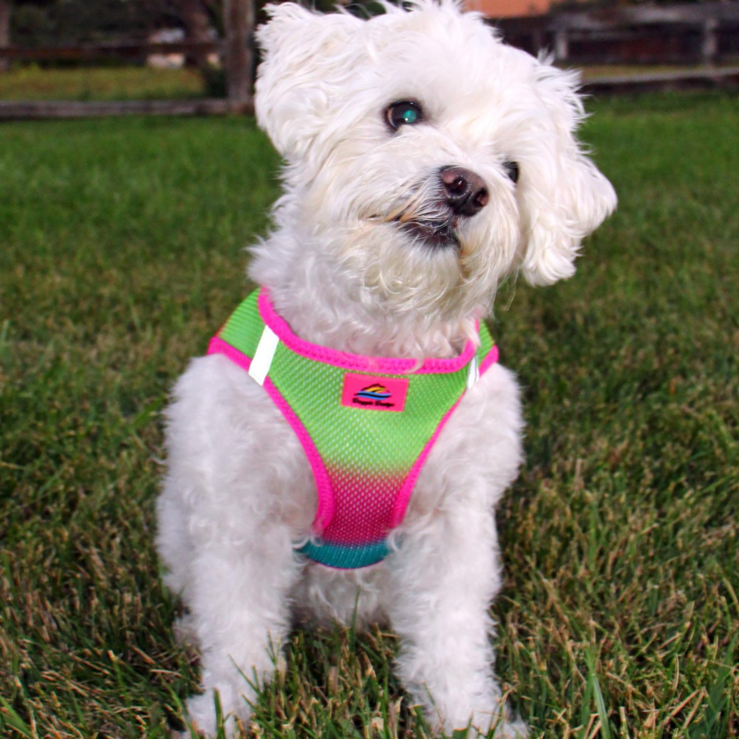 American River Choke Free Dog Harness, Ombre - Cotton Candy