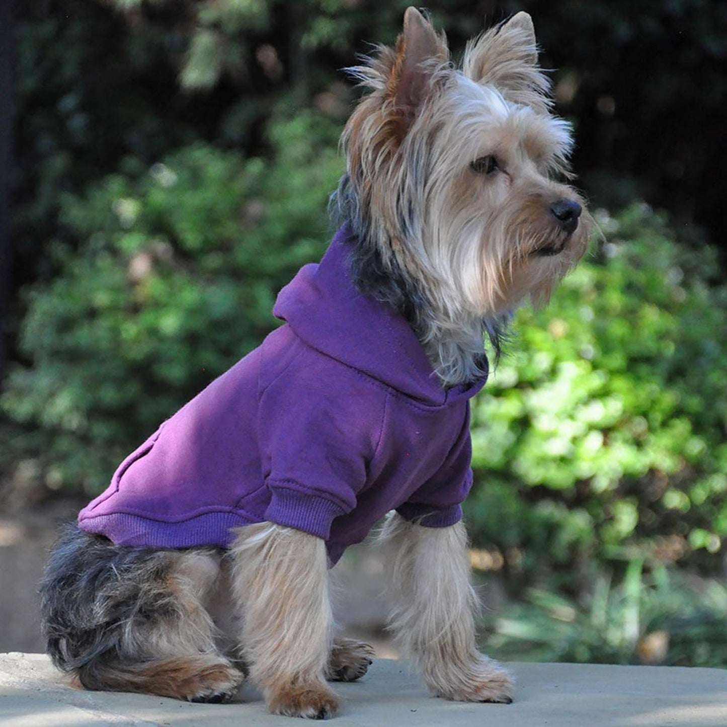 Sudadera con capucha para mascotas High Cut Tummy, color morado: cómoda y elegante